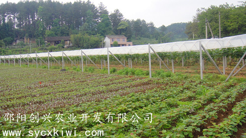 湖南猕猴桃苗圃基地