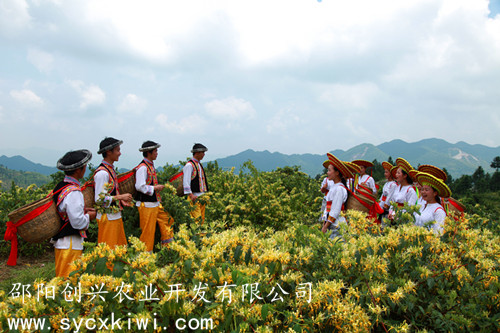 湘蕾金银花采摘